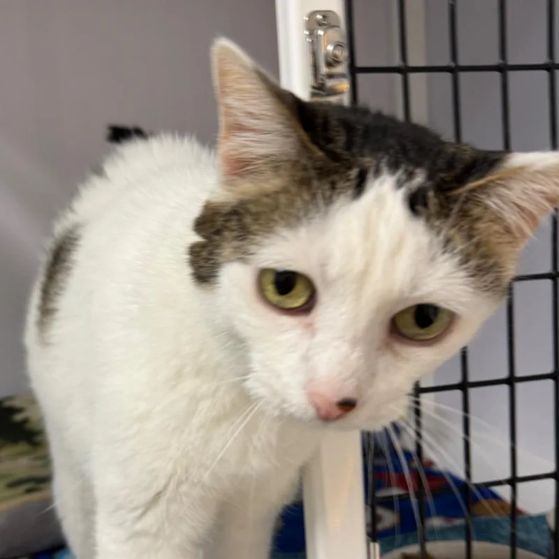 A senior medium-sized female White Domestic Short Hair cat named Suzy for adoption in Peoria, IL