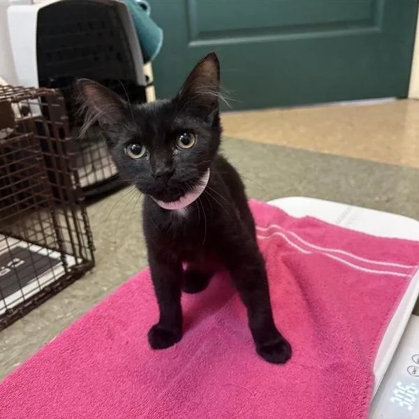 A baby small-sized female Black Domestic Medium Hair cat named Bam for adoption in Pasadena, CA