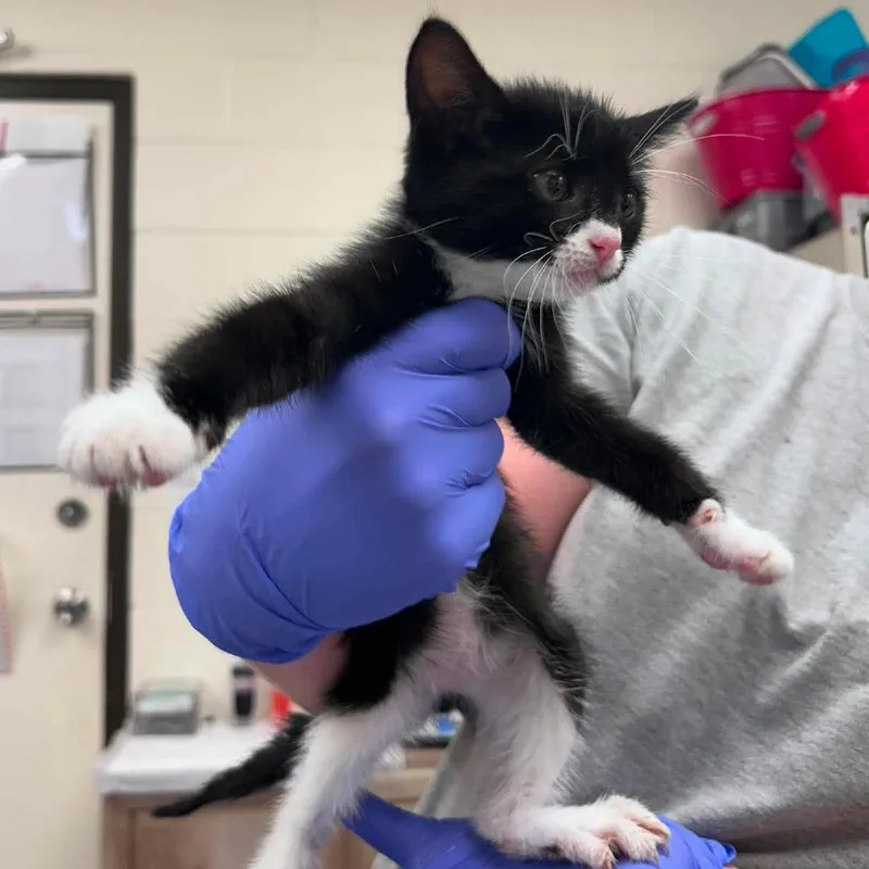 A baby small-sized female Black Domestic Short Hair cat named June for adoption in Bastrop, TX