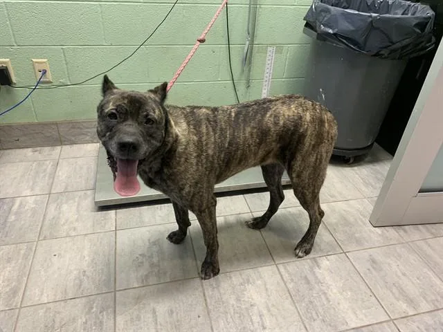 An adult large-sized female Cane Corso dog named Magnolia for adoption in Grand Prairie, TX