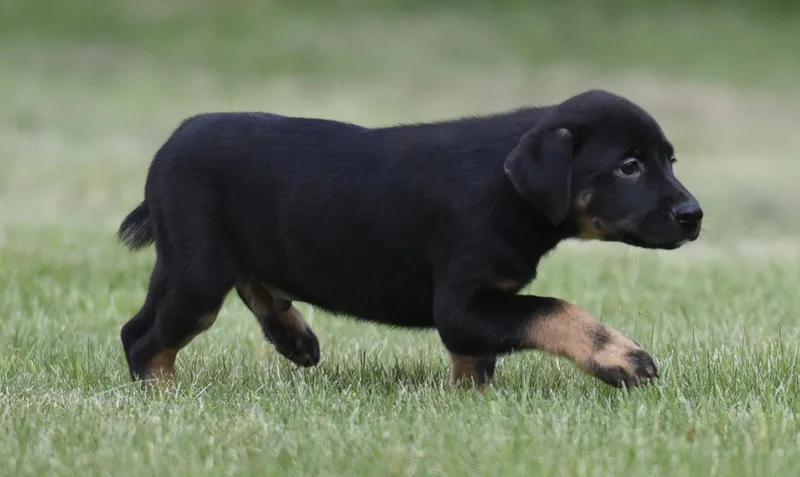 Sawyer