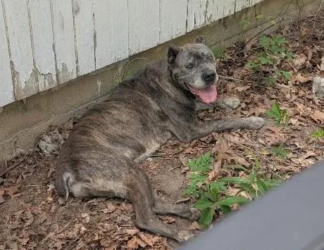 A senior large-sized female Cane Corso dog named Elsie for adoption in Vineland, NJ