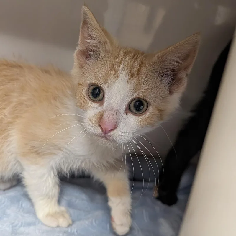A baby small-sized male Orange / Red Domestic Short Hair cat named Capers for adoption in Watertown, NY