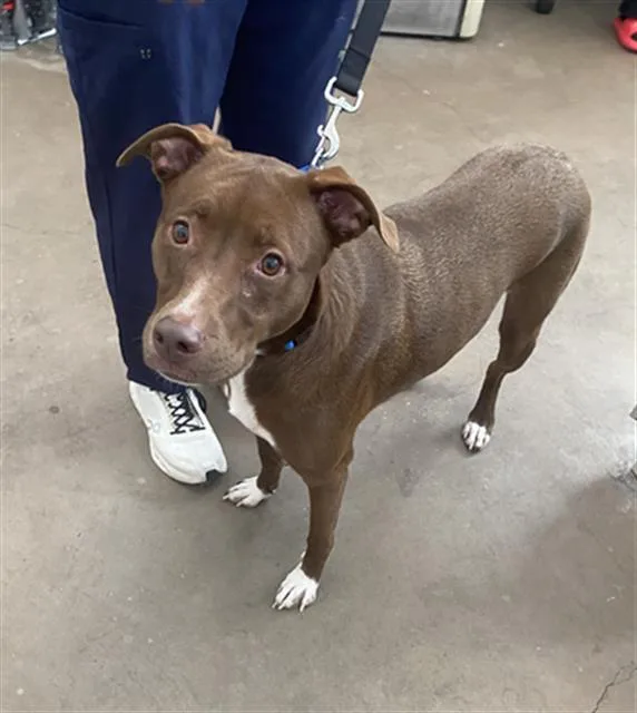 An adult large-sized female Mixed Breed dog named Hunter for adoption in Dallas, TX