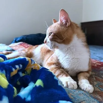 An adult medium-sized male Domestic Short Hair cat named Jauxi for adoption in Washington, DC