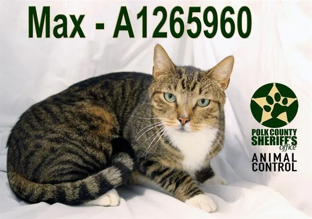 A young large-sized male Domestic Short Hair cat named Max for adoption in Winter Haven, FL