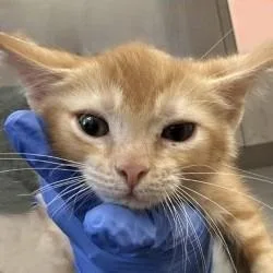 A baby medium-sized female Domestic Short Hair cat named Penelope for adoption in Brenham, TX