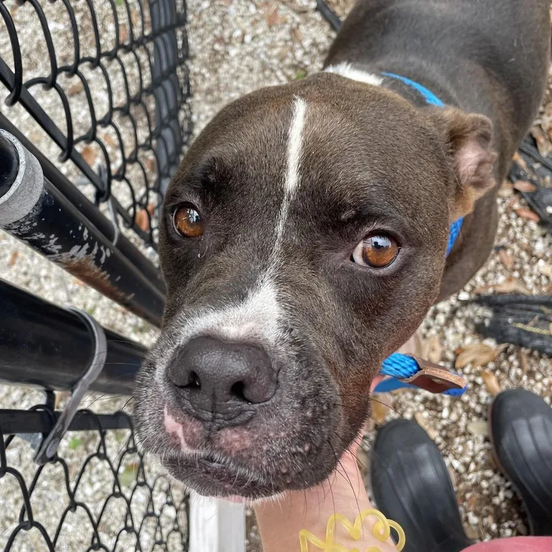 An adult medium-sized male Black Mixed Breed dog named Rascal for adoption in West Palm Beach, FL