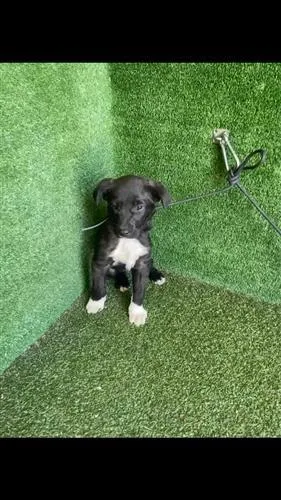 A baby medium-sized male Labrador Retriever dog named Charles for adoption in Lancaster, CA