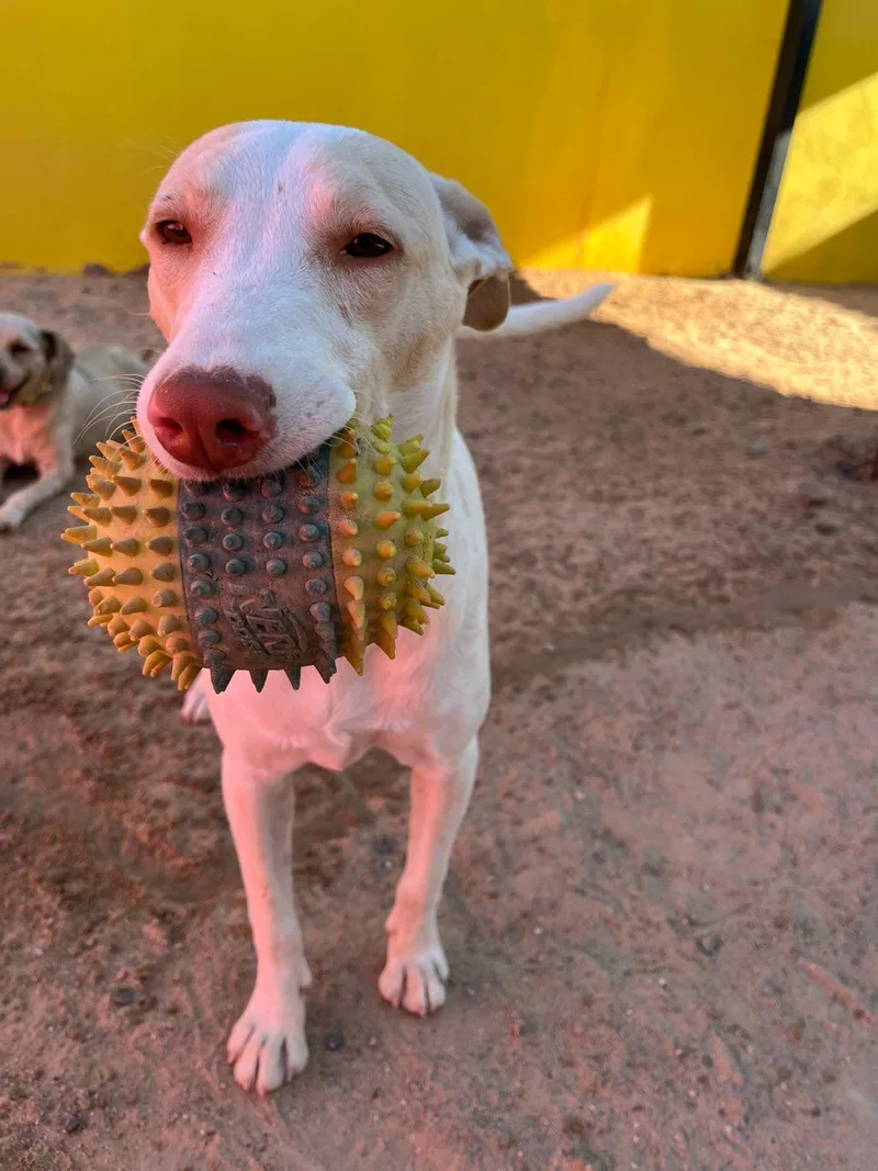 A young medium-sized female White / Cream Cattle Dog dog named Harley for adoption in Santa Rosa, CA