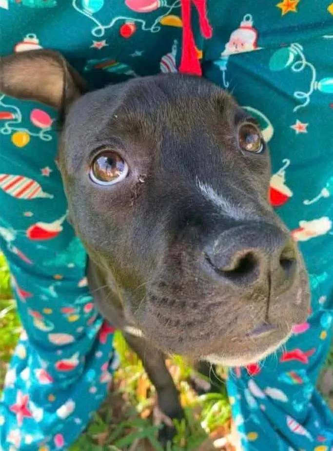 Pepper