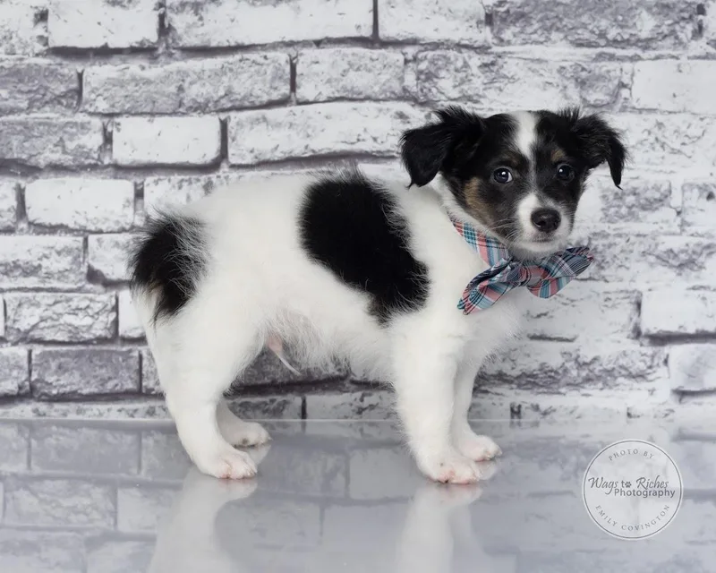 A baby small-sized male Black Papillon dog named Oreo for adoption in Tuscaloosa, AL