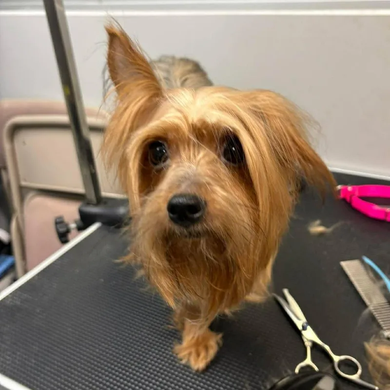 An adult small-sized female Brown / Chocolate Yorkshire Terrier dog named Sweetie Pie for adoption in Wichita, KS