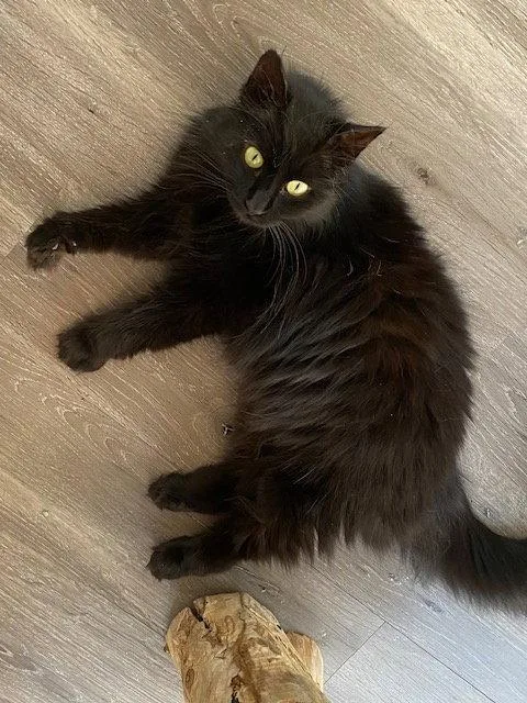 A young medium-sized female Black Domestic Medium Hair cat named Calista for adoption in Reston, VA