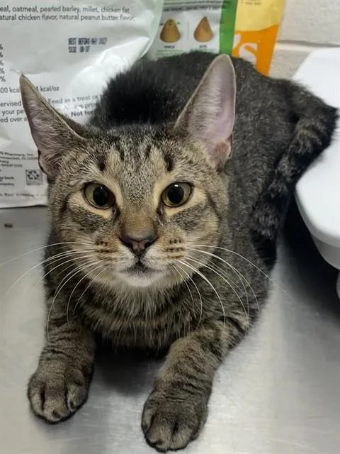 An adult small-sized female Domestic Short Hair cat named Carol for adoption in Upper Marlboro, MD