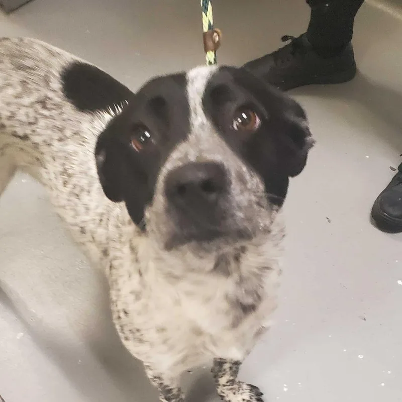 An adult medium-sized male White / Cream Mixed Breed dog named Sebastian for adoption in Asheville, NC