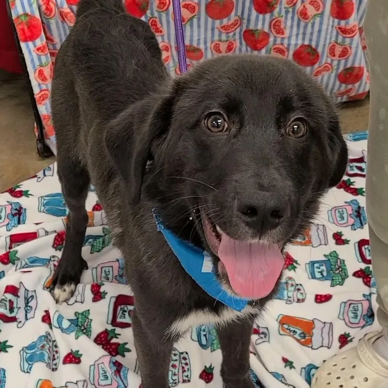 An adult medium-sized male Black Mixed Breed dog named Grinch for adoption in Woolwich, ME