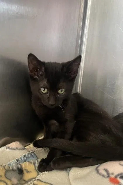 A baby small-sized male Domestic Short Hair cat named Count for adoption in Houston, TX