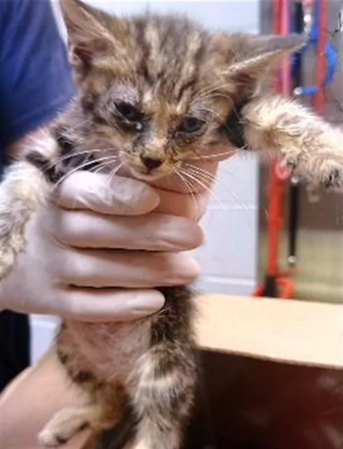 A baby medium-sized female Domestic Short Hair cat named Rose for adoption in Huntsville, AL