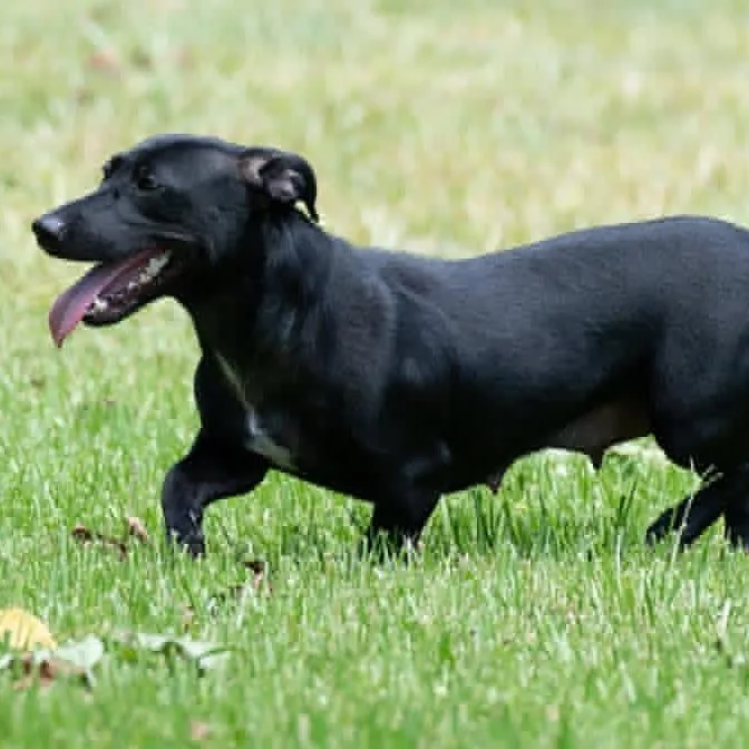 An adult small-sized female Black Dachshund dog named Beauty for adoption in Minneapolis, MN