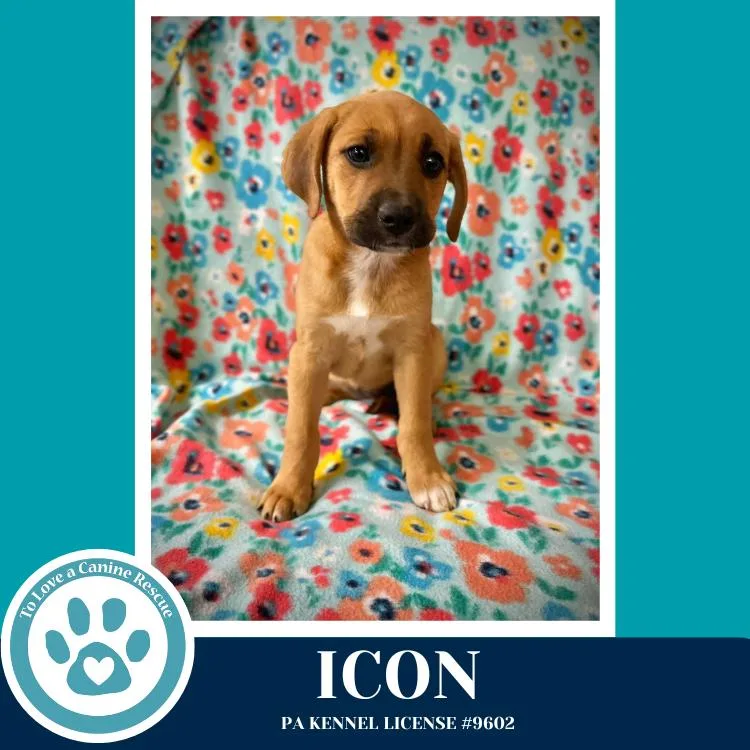 A baby medium-sized female Hound dog named Icon for adoption in Kimberton, PA