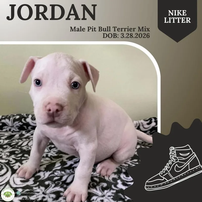 Jordan thumbnail 2