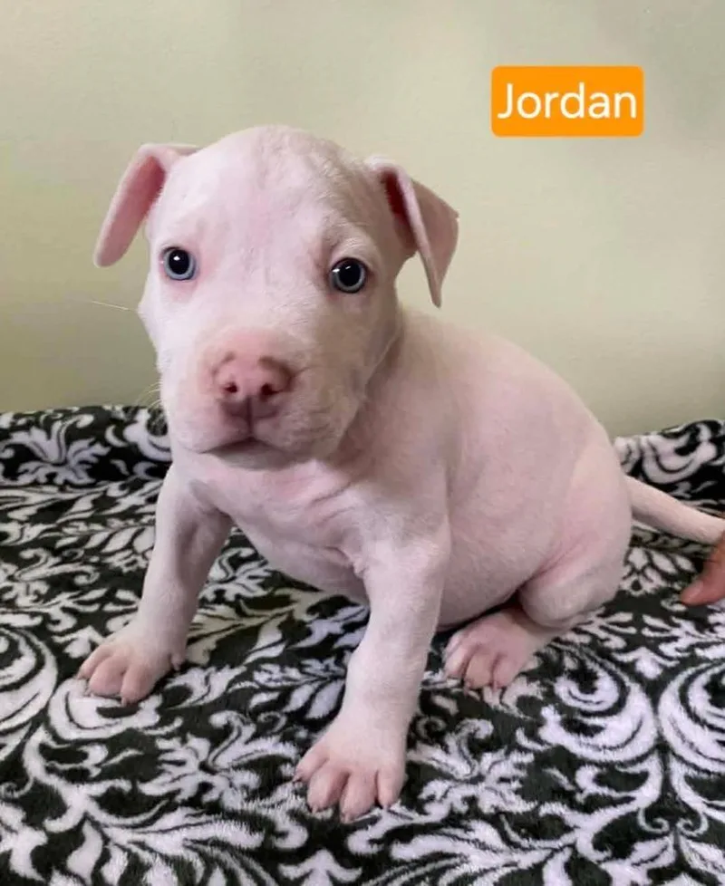 Jordan thumbnail 4