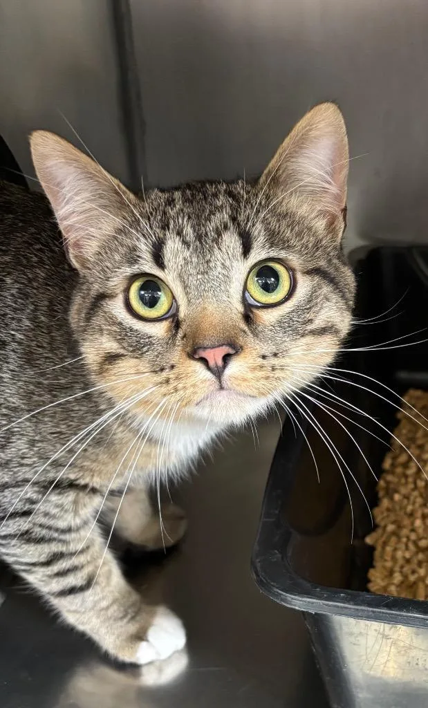 A young medium-sized male Domestic Short Hair cat named Pistachio for adoption in Gillette, WY