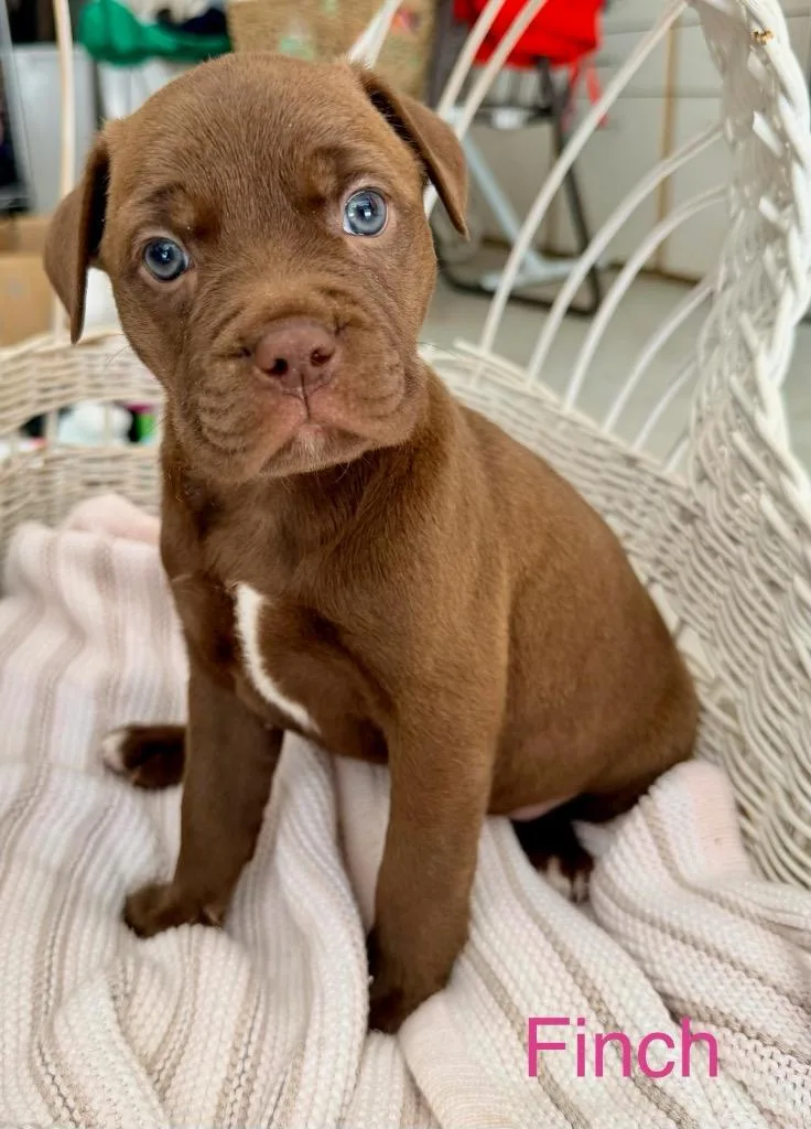 A baby large-sized female American Staffordshire Terrier dog named Finch for adoption in Ewing, NJ