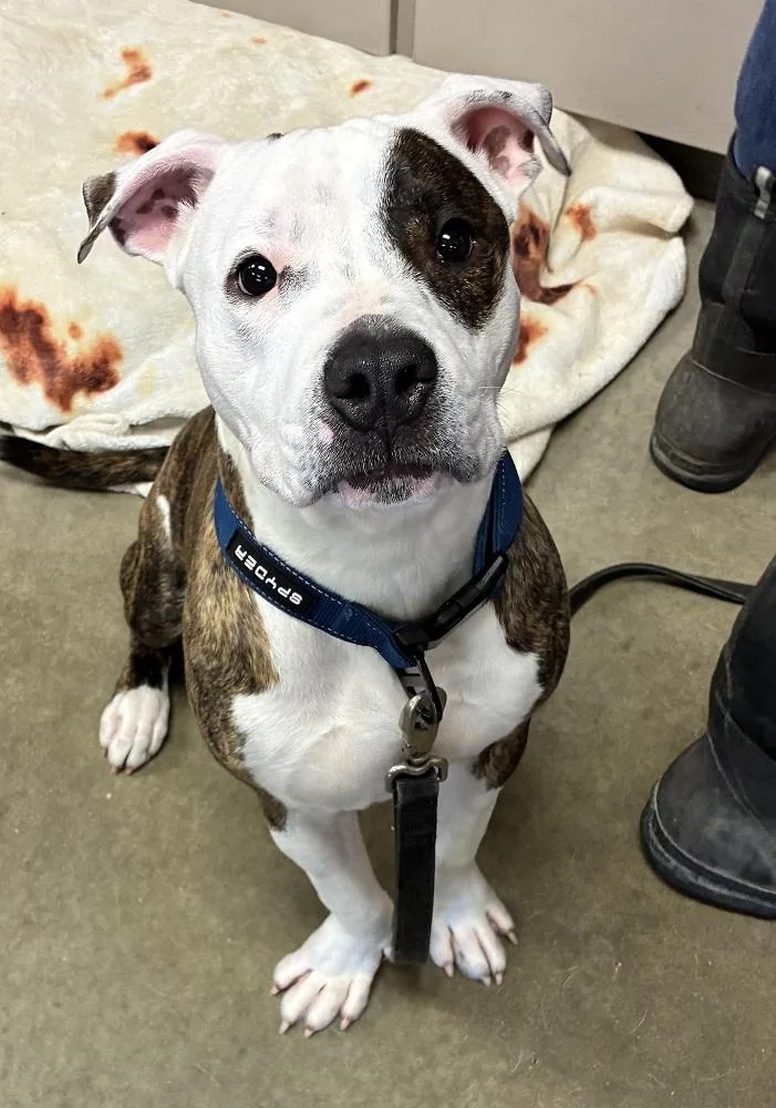 A young large-sized male Brindle Pit Bull Terrier dog named Prince Butter Bean for adoption in Mason City, IA