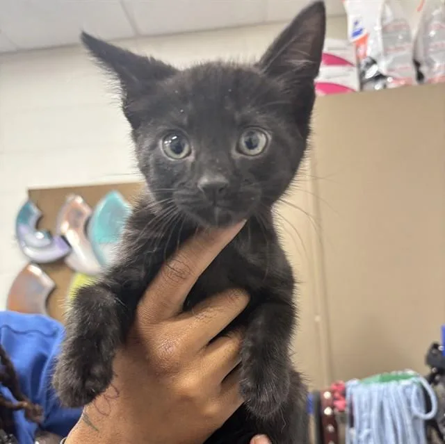 A baby small-sized male Domestic Short Hair cat named Fillmore for adoption in Upper Marlboro, MD