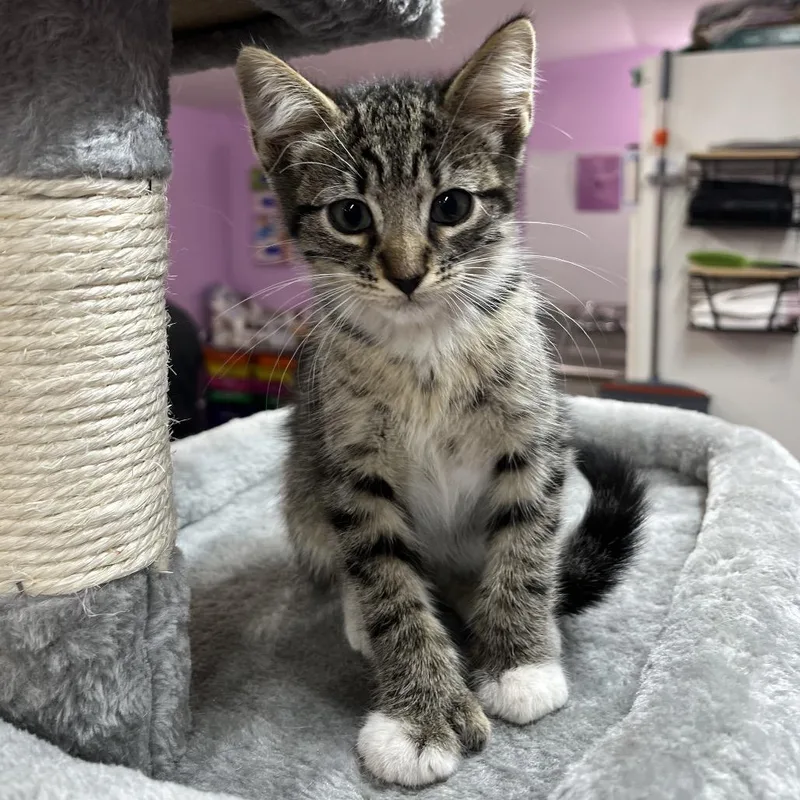 A baby small-sized male Black Domestic Short Hair cat named Alexander Hamilton for adoption in Boerne, TX