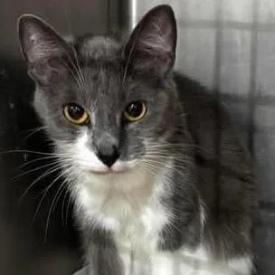 An adult small-sized female Gray / Blue / Silver Domestic Short Hair cat named Miss Chamomile for adoption in Inwood, WV