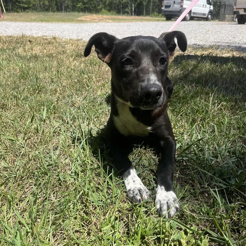 A baby medium-sized female Black Labrador Retriever dog named Willow for adoption in Clanton, AL