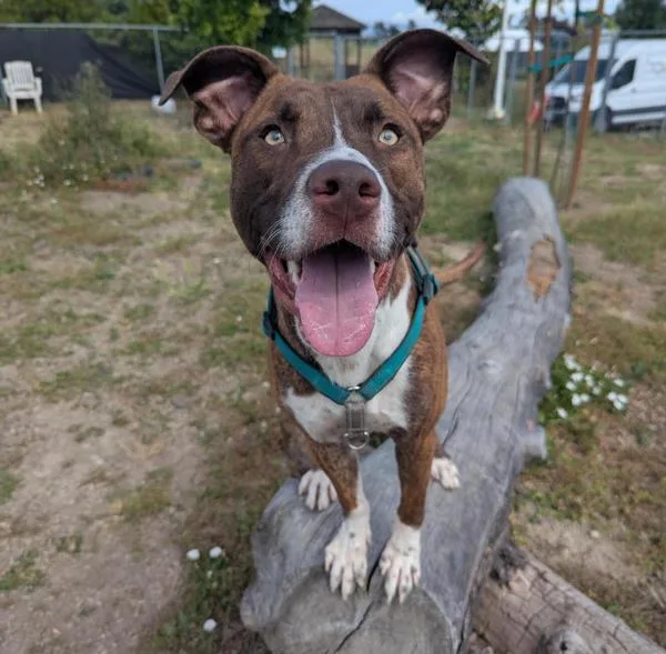 A young large-sized male Pit Bull Terrier dog named Funky Disco for adoption in Santa Rosa, CA