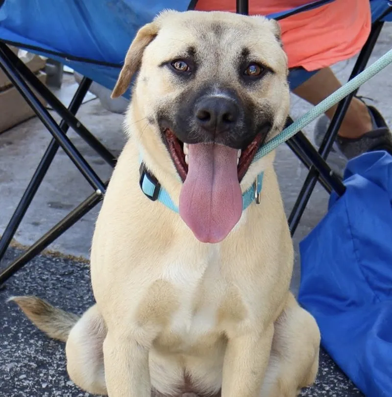 A young medium-sized male Yellow / Tan / Blond / Fawn Mountain Cur dog named Blaze for adoption in Hollister, MO
