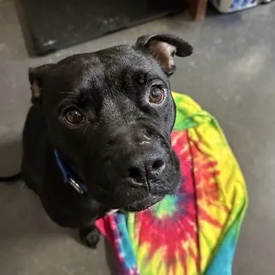 An adult medium-sized male Black Terrier dog named Jasper for adoption in Springfield, MO