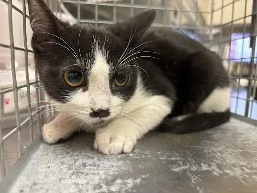 A baby small-sized female Domestic Short Hair cat named Batwoman for adoption in Las Vegas, NV