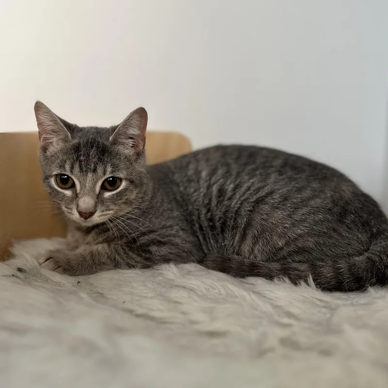 A baby small-sized female Domestic Short Hair cat named Bug for adoption in New York, NY