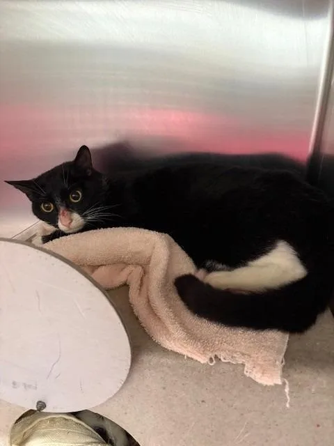 A young medium-sized female Domestic Short Hair cat named Bellatrix for adoption in Warrenton, NC