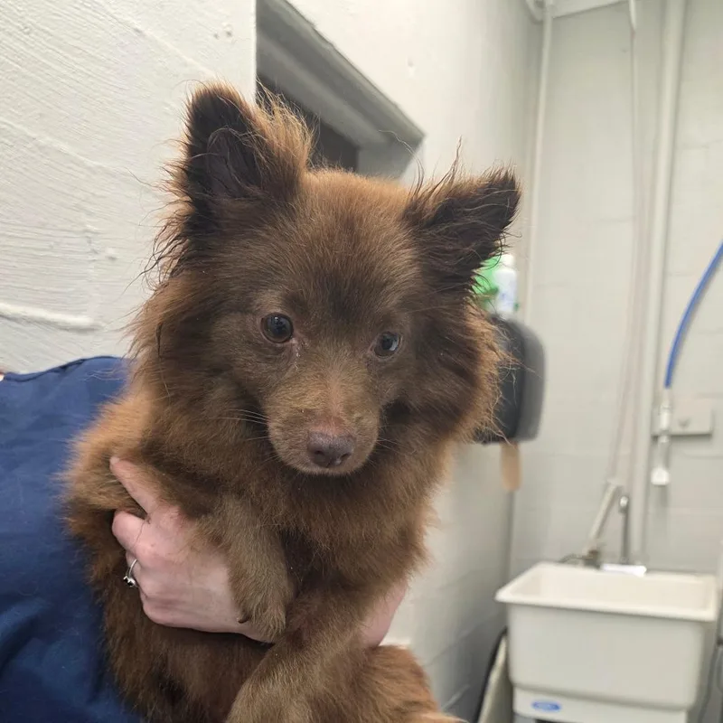 An adult small-sized female Brown / Chocolate Pomeranian dog named Zalya for adoption in Clanton, AL
