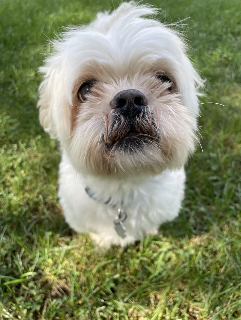 Pongo