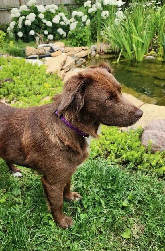 An adult medium-sized female Australian Shepherd dog named Sienna for adoption in Dublin, OH