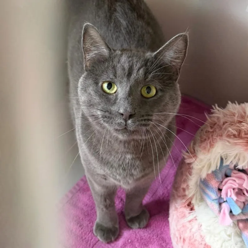 A young medium-sized male Domestic Short Hair cat named Adonis for adoption in State College, PA
