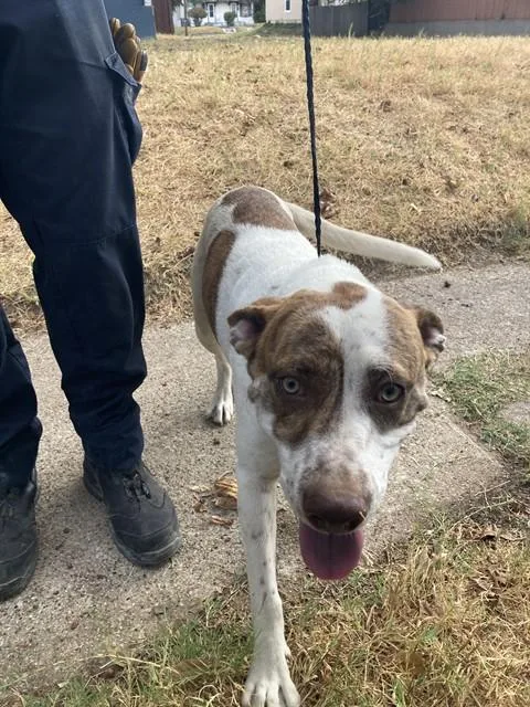 A young large-sized male Mixed Breed dog named Eminem for adoption in Dallas, TX