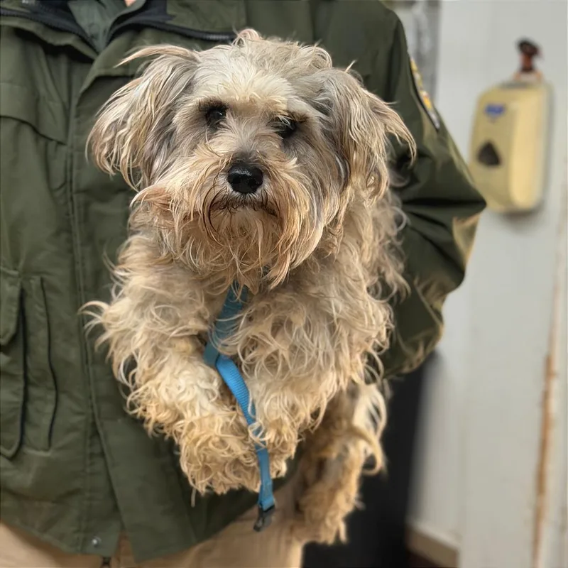 An adult medium-sized male Gray / Blue / Silver Schnauzer dog named Fritz for adoption in Denison, TX