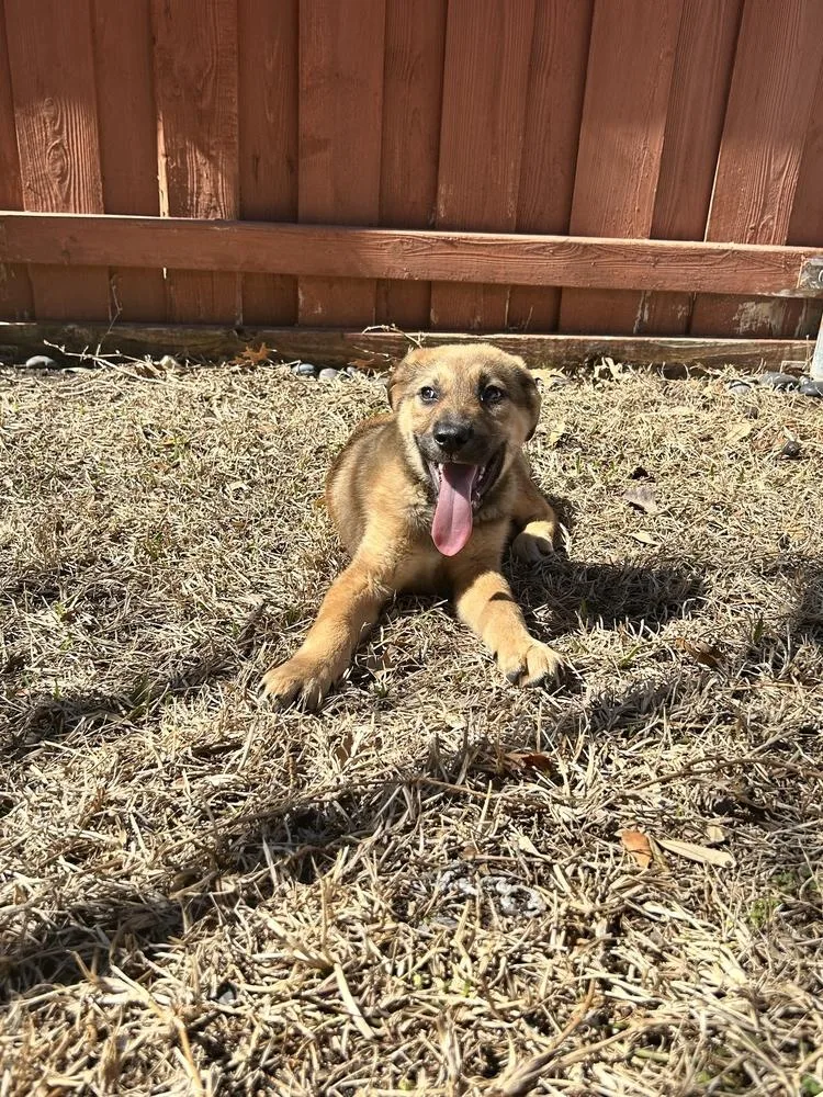 MardiPaws: Gumbo NKA Shiner thumbnail 3