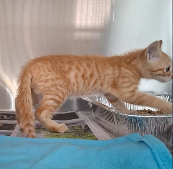 A baby small-sized female Domestic Short Hair cat named If for adoption in Lawrenceville, GA