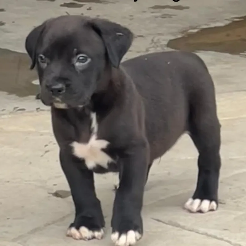 A baby medium-sized male Black Pit Bull Terrier dog named Kenny Rogers for adoption in Brentwood, CA