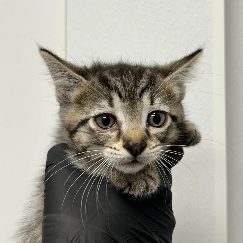 A baby small-sized male Gray / Blue / Silver Domestic Short Hair cat named Lockwood for adoption in Abilene, TX